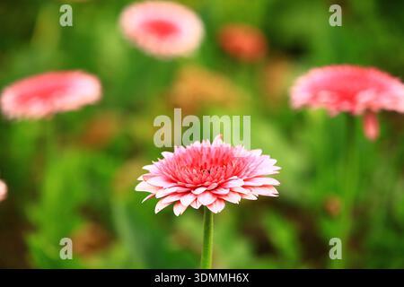 Transvaal Daisy ou Gerbera ou Barberton Daisy ou fleur africaine Daisy fleurissant dans le jardin avec un fond doux Banque D'Images