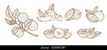 Ensemble d'illustrations vectorielles de pomme d'étoile dessinées à la main. Encre dessin cainito ou caimito branches et moitiés de fruits violets, entiers et tranches sur un fond blanc. Illustration vectorielle isolée. Illustration de Vecteur