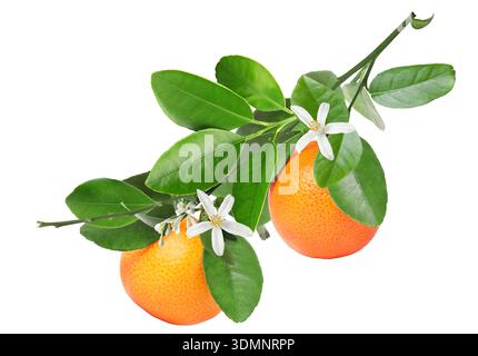 Oranges suspendues à la branche avec des feuilles vertes et des fleurs sur fond blanc. Plante d'agrumes Banque D'Images