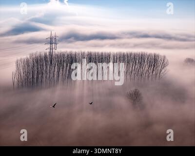 Vue aérienne d'arbres émergeant d'une mer de brume, lignes électriques debout contre le ciel, Rivoli, Piémont, Italie. Banque D'Images