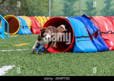 Border Collie accélère à travers un tunnel d'agilité coloré pendant l'entraînement dans une installation extérieure ensoleillée Banque D'Images