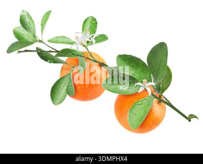 Oranges suspendues à la branche avec des feuilles vertes et des fleurs sur fond blanc. Plante d'agrumes Banque D'Images