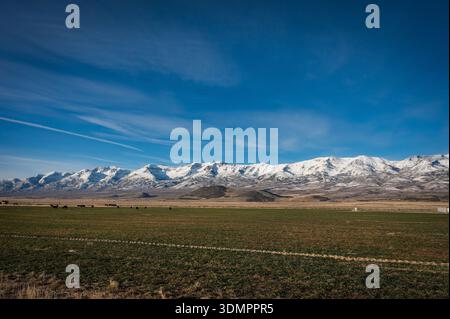 Pâturages de vaches et montagnes enneigées près de la ville de Wells Nevada, près de l'autoroute 93, États-Unis. Banque D'Images