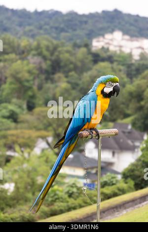 Un Macaw bleu et jaune éclatant (Ara ararauna) perché sur un stand. Met en valeur un plumage bleu brillant et or sur un fond de forêt vert luxuriant. Banque D'Images