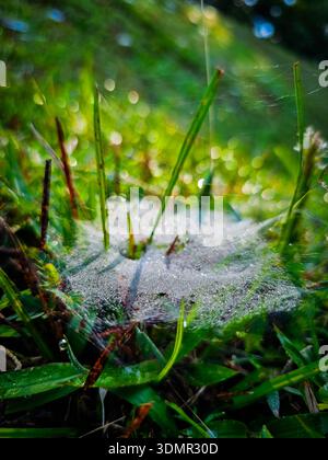 Toile d'araignée complexe recouverte de gouttelettes de rosée matinale sur l'herbe dans un champ malaisien. Géométrie naturelle chatoyante au lever du soleil dans un environnement tropical. Banque D'Images