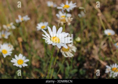 Champ de fleurs de camomille. Champ de camomilles par une journée ensoleillée. Fleurs de prairie. Plante médicinale. Banque D'Images