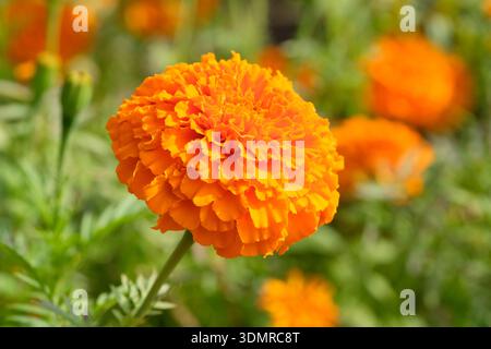 Tagetes erecta Jedi Orange, Jedi Orange Marigold, fleurs en forme de boule orange entièrement double à la fin de l'été Banque D'Images