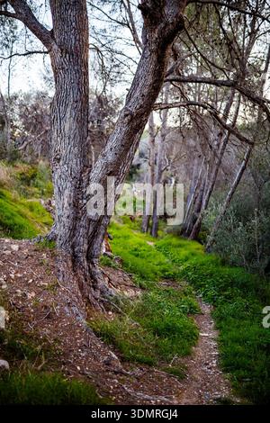 Une photo verticale d'un pin méditerranéen accidenté avec un tronc fendu debout à côté d'un étroit sentier de terre à travers une herbe verte luxuriante. Banque D'Images
