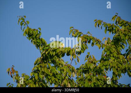 Perroquet amazonien à tête jaune perché parmi les feuilles vertes contre le ciel bleu Banque D'Images