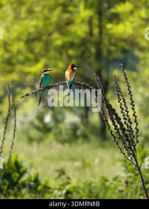 Mangeurs d'abeilles européens (Merops apiaster), oiseaux migrateurs colorés avec des corps allongés et des becs courbés, oiseaux perchés comme une paire dans un cadre naturel Banque D'Images