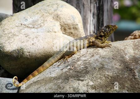 Lézard à queue caillée du nord, soleil sur une pierre Banque D'Images