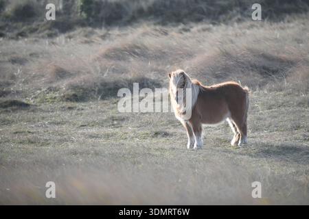 Poney Shetland avec de longues manes dans les dunes de Terschelling Banque D'Images