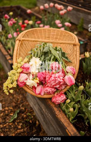 Panier en osier rempli de tulipes fraîchement récoltées placé sur un lit de jardin. Récolte de fleurs de printemps, détail floriculture, jardinage rural naturel et atmosphère saisonnière calme Banque D'Images