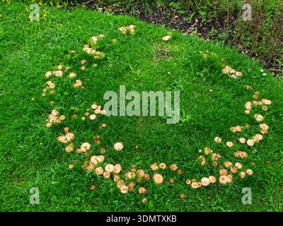 Bague de fée champignon Marasmius oreades anneau de champignons sur une pelouse, Ringwood, Hampshire, Angleterre, Royaume-Uni, août 2023 Banque D'Images