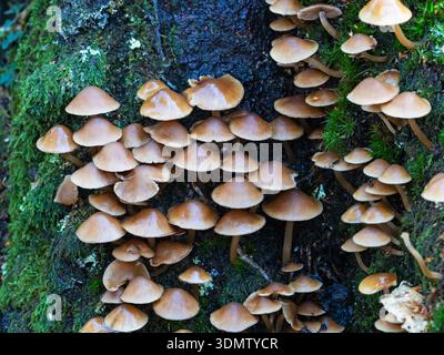 Souche commune brittlestem Psathyrella piluliformis croissance massive sur souche de chêne pourrie, parc national de New Forest, Hampshire, Angleterre, Royaume-Uni, octobre 2023 Banque D'Images