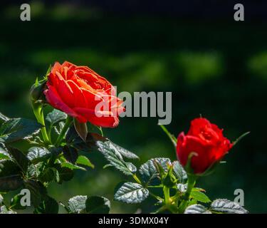Gros plan d'une rose rouge vif en fleurs à côté d'un bourgeon en développement, sur un fond de jardin vert doux. Parfait pour romantique, nature et floral Banque D'Images
