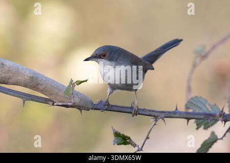 Paruline sarde femelle (Curruca melanocephala) sur une branche épineuse. Banque D'Images