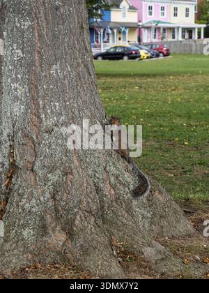 New Castle Delaware USA-10 14 2025 : un écureuil gris de l'est grimpe sur un grand tronc d'arbre dans un parc de New Castle avec un fond flou de hist coloré Banque D'Images