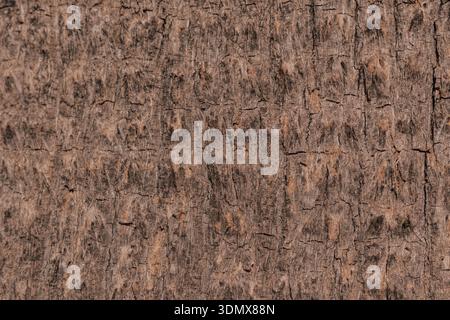 Texture naturelle de l'écorce de palmier gros plan. Motif en fibre de bois rugueux dans les tons marron et beige. Banque D'Images