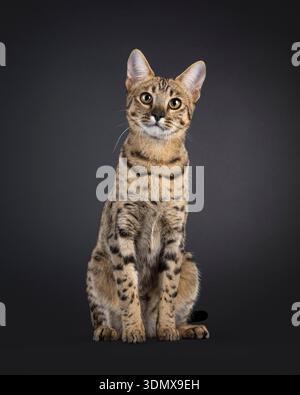 Magnifique chat F7 Savannah, assis face à l'avant. Regarder attentif à la caméra. Isolé sur fond noir. Banque D'Images