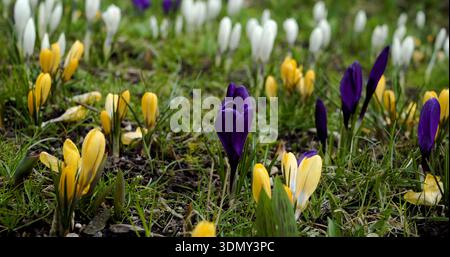 Des fleurs colorées fleurissent au printemps dans un jardin montrant différentes nuances de crocus sur l'herbe verte Banque D'Images