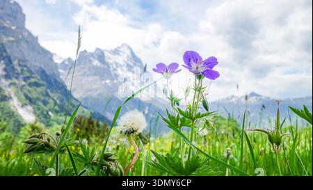 Des fleurs printanières vibrantes prospèrent à Oeschinen, niché au milieu du paysage alpin majestueux. Ces fleurs colorées capturent l'essence du beau de la nature Banque D'Images