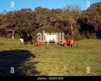 Un troupeau serein de vaches et de veaux paissent dans un pâturage ensoleillé, entouré d'arbres luxuriants et d'herbe, mettant en valeur la tranquillité de la vie rurale et la beauté Banque D'Images