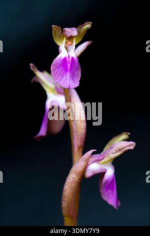 Un gros plan d'une orchidée sauvage vibrante, mettant en valeur ses pétales délicats et ses couleurs vives. Cette fleur de printemps captivante fait partie de la variété ibérique fl Banque D'Images