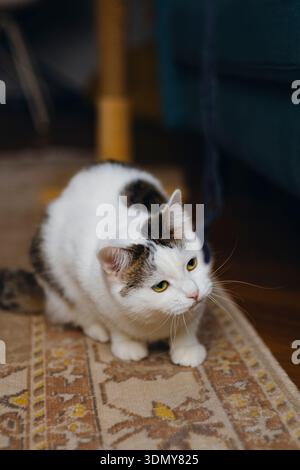 Un curieux chat blanc et tabby s'accroupit sur un tapis décoratif, intentionnellement concentré sur quelque chose hors cadre. Le cadre confortable de la maison ajoute du charme au FEL Banque D'Images