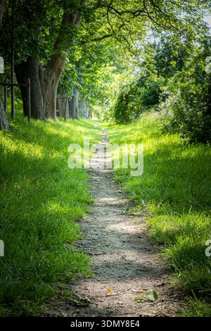 Un étroit chemin de terre serpente à travers une forêt luxuriante et verte, illuminée par la lumière douce du soleil filtrant à travers les feuilles. Le paysage vibrant capture le e. Banque D'Images