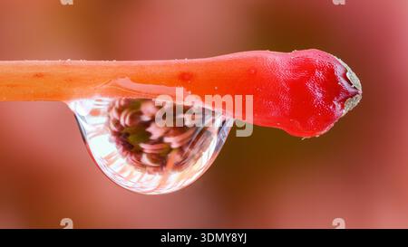 L'image macro extrême au zoom 3x d'une fleur de Protea (Protea cynaroides) révèle ses structures délicates et ses couleurs éclatantes, mettant en valeur le textu vif Banque D'Images