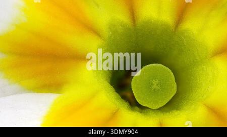 Découvrez une vue macro extrême d'une fleur de Primula vulgaris au zoom 2x. Ce gros plan révèle des textures complexes et des couleurs éclatantes, mettant en valeur le Banque D'Images