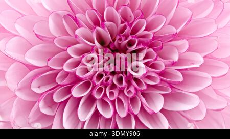 Gros plan d'une fleur de Chrysanthemum Morifolium présentant les pétales roses vibrants dans des détails complexes. Connu commercialement sous le nom de Florist's Daisy, ce macr Banque D'Images