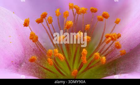 Image macro extrême des étamines Portulaca oleracea (purslane) au zoom 2x, mettant en valeur les détails complexes de la structure de la fleur avec des couleurs vives et Banque D'Images