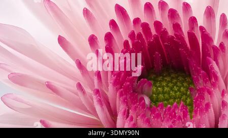 Gros plan macro de Chrysanthemum morifolium, mettant en valeur les détails complexes des pétales roses vibrants et le disque central de cette popula Banque D'Images