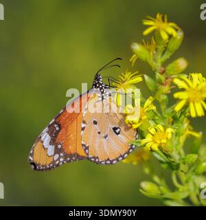 Un Danaus chrysippus, communément appelé papillon Tigre des Plaines, se perche délicatement sur des fleurs jaunes vives. L'image capture ses ailes détaillées ag Banque D'Images