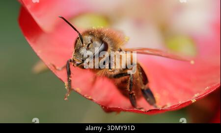 Vue rapprochée d'un Apis mellifera, communément appelé l'abeille, reposant sur un pétale de fleur rouge vif. L'image met en évidence ses détails complexes Banque D'Images