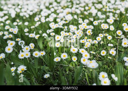 Un champ vibrant de marguerites blanches avec des centres jaunes en pleine floraison, se prélasser dans la lumière chaude du soleil. L'herbe verte luxuriante complète la fleur joyeuse Banque D'Images