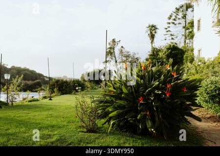 Un jardin serein avec une végétation luxuriante et des fleurs vibrantes, avec une vue panoramique sur un ciel dégagé. De grandes plantes et des fleurs colorées créent un tranqui Banque D'Images