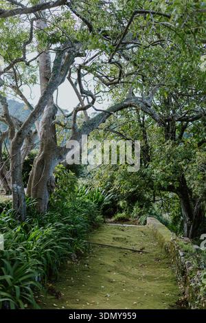 Un sentier forestier tranquille serpente à travers un feuillage verdoyant, flanqué d'arbres imposants et d'une végétation dense. La lumière douce du soleil filtre à travers les feuilles, créat Banque D'Images