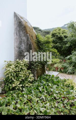 Une grande pierre recouverte de mousse s'appuie contre un mur blanc, entourée d'un feuillage vert éclatant et de diverses plantes, créant un jardin serein et naturel Banque D'Images