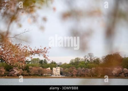 Juste une journée après la « floraison maximale » au Tidal Basin sur le National Mall à Washington, D.C. Banque D'Images