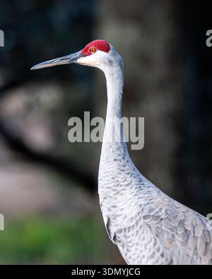 Grue de sable Grus canadensis Antigone gros plan portrait Floride faune Floride Central Florida debout terre rouge couronne oiseau adulte et espèces menacées Banque D'Images