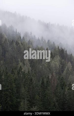 Vue aérienne de la luxuriante forêt de conifères verdoyants par une journée brumeuse Banque D'Images