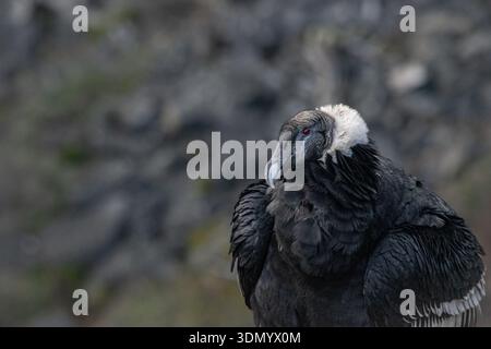 Condor andin (Vultur gryphus) perché sur une falaise rocheuse Banque D'Images