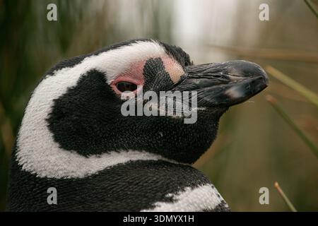 Portrait d'un manchot magellanique adulte (Spheniscus magellanicus) à Staten Island, Terre de feu, Patagonie Banque D'Images