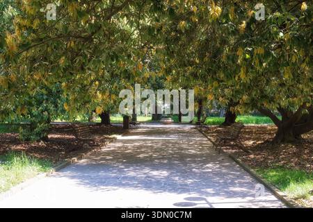 Les ruelles ombragées sous la canopée de chênes bleus japonais en fleurs (Quercus glauca) dans l'arboretum de Sotchi au printemps. Sotchi. Krasnodar Krai. Banque D'Images