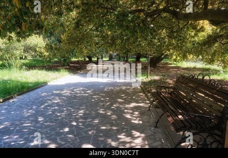 Les ruelles ombragées sous la canopée de chênes bleus japonais en fleurs (Quercus glauca) dans l'arboretum de Sotchi au printemps. Sotchi. Krasnodar Krai. Banque D'Images