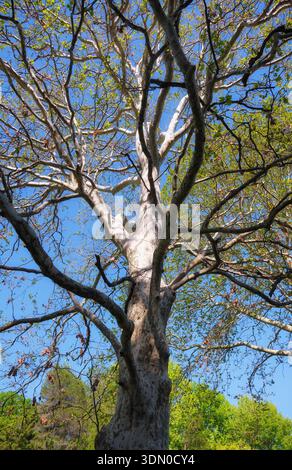 Regardez le long du puissant tronc de l'avion londonien (Platanus acerifolia) jusqu'à la couronne avec de jeunes feuilles au printemps. Arboretum de Sotchi. Sotchi. Banque D'Images