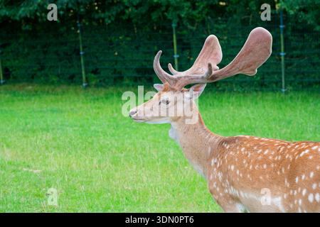 Un cerf tacheté se dresse sur une clairière herbeuse, montrant de grands bois recouverts de velours avec un peluche doux. La pose calme et le pelage éclatant créent une ambiance sauvage saisissante Banque D'Images